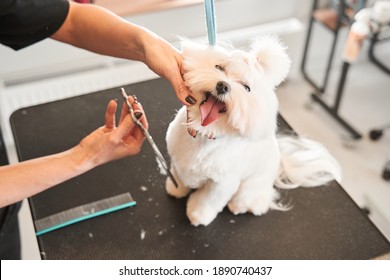 Dog grooming service. Hairdresser holding scissors near the dog and other equipment laying at the table. Groomer cutting fur of domestic animal. Pet sitting on table in grooming salon