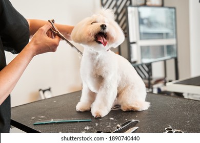 Hundepflegedienst. Friseur, der Schere in der Nähe des Hundes hält, und andere Ausrüstung, die am Tisch liegt. Groomer Zerlegungspelz von Haustieren. Haustiere auf dem Tisch im Erziehungssalon