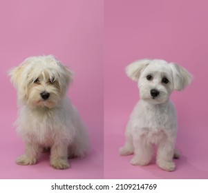 Dog Grooming Theme Before And After Result. White Maltese Dog Before And After Groom His Hair. Pet Salon. Dog's Hygiene Care. Dog On Pink Background. Copy Space