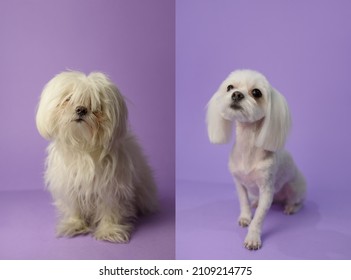 Dog Grooming Theme Before And After Result. White Maltese Dog Before And After Groom His Hair. Pet Salon. Dog's Hygiene Care. Dog On Purple Background. Copy Space