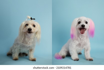 Dog Grooming Theme Before And After Result. White Maltese Dog Before And After Groom His Hair. Pink Dye For Dogs On Dog's Ears. Dog's Hygiene Care. Dog On Blue Background. Copy Space