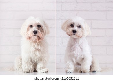 438 Before after grooming Images, Stock Photos & Vectors | Shutterstock