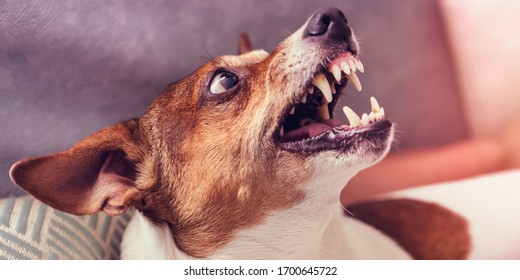 Dog Growls With Teeth In Grin On Man Owner At Home