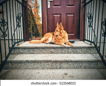 custom dog guards