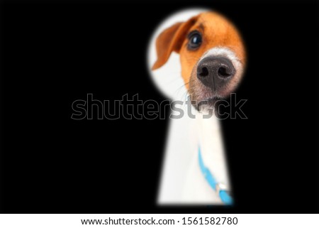 Dog guards the house concept with door keyhole and portrait of looking Jack Rusell dog.  Pet dog stay at home and watch. Copy space. 