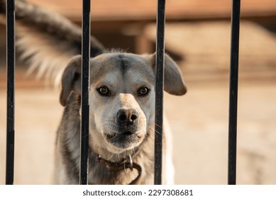 the dog guards the yard. the dog behind the fence is barking