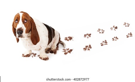 Dog with guilty expression and muddy paws tracks dirt on white floor - Powered by Shutterstock