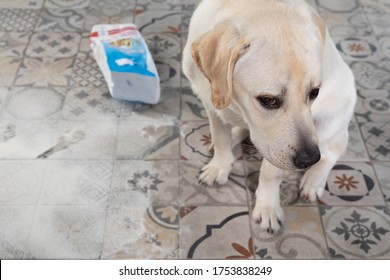 Dog With Guilty Expression Sit Near Mess On Kitchen Floor