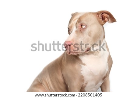 Dog with guilty, sad or ashamed body language. Isolated senior dog looking to the side over shoulder. Side profile of 10 years old female American Pitbull terrier, silver fawn color. Selective focus.