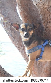 Dog In A Gumbo Limbo Tree