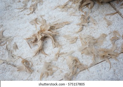 Dog hair 