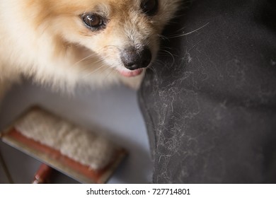 The Dog Hair Is Attached To Black Pants Showing The Bad Health Of The Dog.