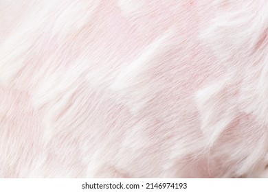 Dog Hair Background Texture White Pink Close-up Abstract Beautiful Garden