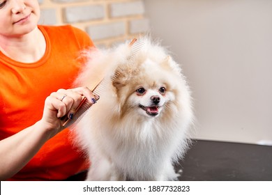 2,489 Shaving dog Images, Stock Photos & Vectors | Shutterstock