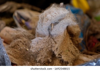 Dog Hair Mixed With Dust, Vacuum Cleaner Dirt Emptied Into Dustbin Selective Focus