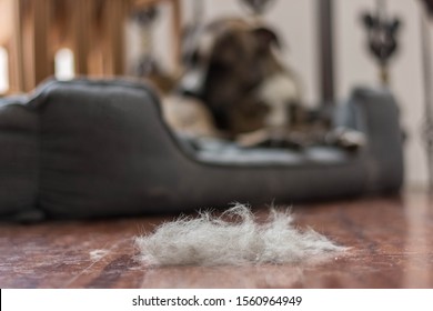 Dog Hair On The Floor During The Hair Shedding Season