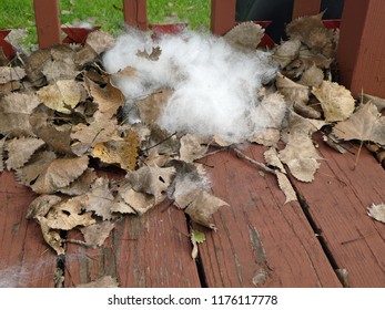 Dog Hair From Outdoor Grooming Among Dried Leaves On A Backyard Deck