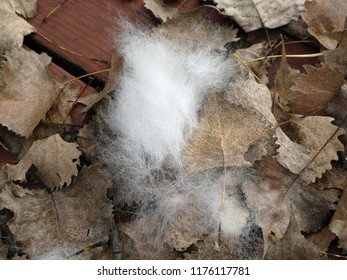 Dog Hair From Outdoor Grooming Among Dried Leaves On A Backyard Deck