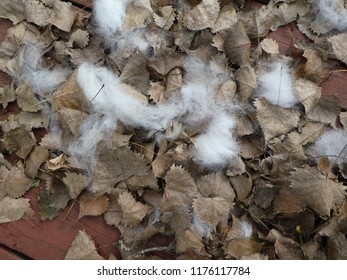 Dog Hair From Outdoor Grooming Among Dried Leaves On A Backyard Deck