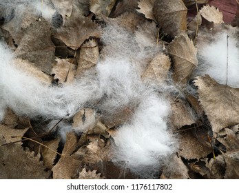 Dog Hair From Outdoor Grooming Among Dried Leaves On A Backyard Deck