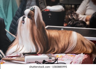 shih tzu long hair breed