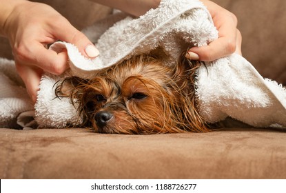 Dog hairdresser, wiping a dog with a towel