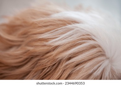 dog hairy brown close up