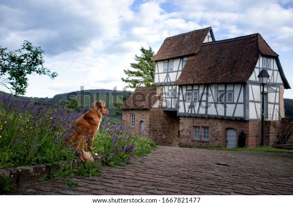 dog at half-timbered houses. Pet on the\
background of the architecture of Nemekoy. Walk with a Nova Scotia\
Duck Tolling Retriever.\
Dogfriendly