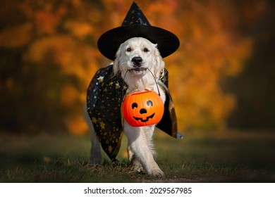  dog in halloween costume walking  outdoors