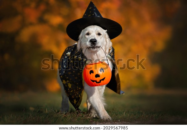  dog in\
halloween costume walking \
outdoors