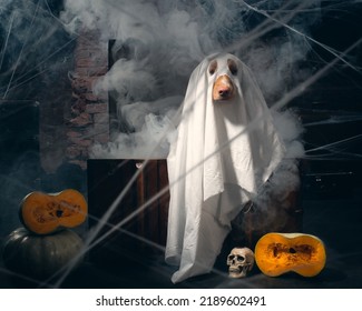 A Dog In Halloween Ghost Costume, Studio Shot