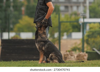 A dog handler and a German Shepherd training. German Shepherd training.