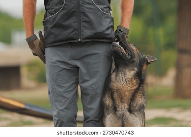 A dog handler and a German Shepherd training. German Shepherd training.