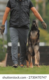 A dog handler and a German Shepherd training. German Shepherd training.
