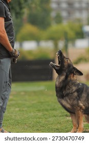 A dog handler and a German Shepherd training. German Shepherd training.