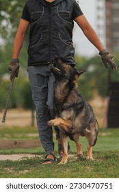 A dog handler and a German Shepherd training. German Shepherd training.