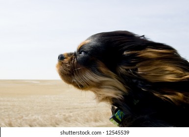 Dog Hanging Out The Car Window