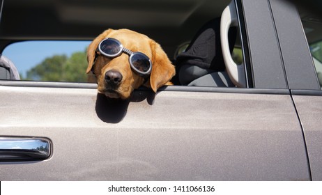 Dog Hanging Out Of Car Window With Doggles On.