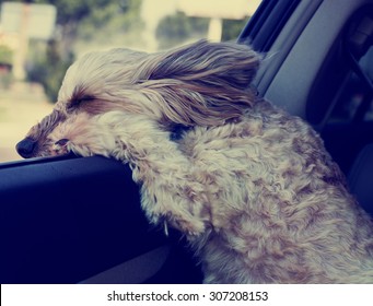 Dog Hanging Out A Car Window While Driving With Fur Blowing In The Wind And Eyes Squinting With A Shallow Depth Of Field And A Retro Instagram Filter