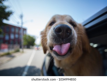 Dog hangs out of car window and sticks out its' tongue. 