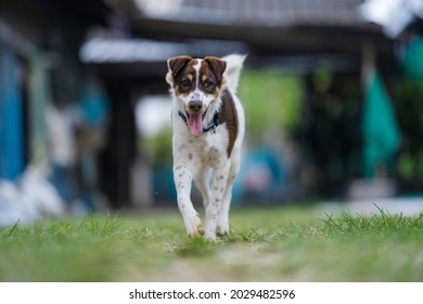 Dog Happy Running Toward Camera