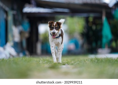 Dog Happy Running Toward Camera