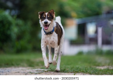 Dog Happy Running Toward Camera