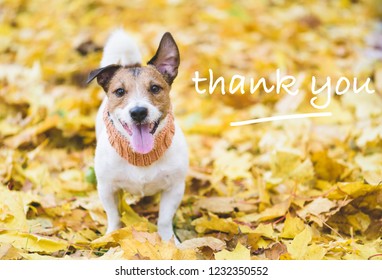 Dog With Happy And Thankful Face Expression On Fall (autumn) Leaves As A Thanksgiving Concept