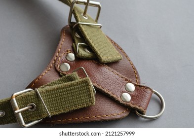 Dog harness on a gray background. Pet gear in close-up. Selective focus.