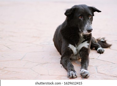 Dog Has Cracked Nose Sitting On Stock Photo 1629612415 | Shutterstock