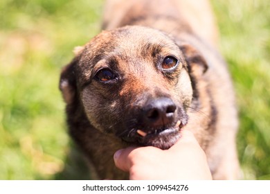 Dog Has Incorrect Bite Human Hand Stock Photo 1099454276 | Shutterstock