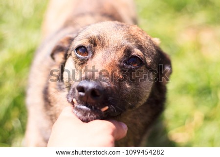 The dog has an incorrect bite. The human hand is stroking. Shallow depth of field.