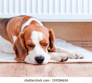 The dog has a rest on wooden to a floor near to a warm radiator - Shutterstock ID 159284654