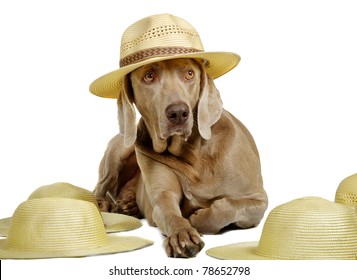 Dog In Hat